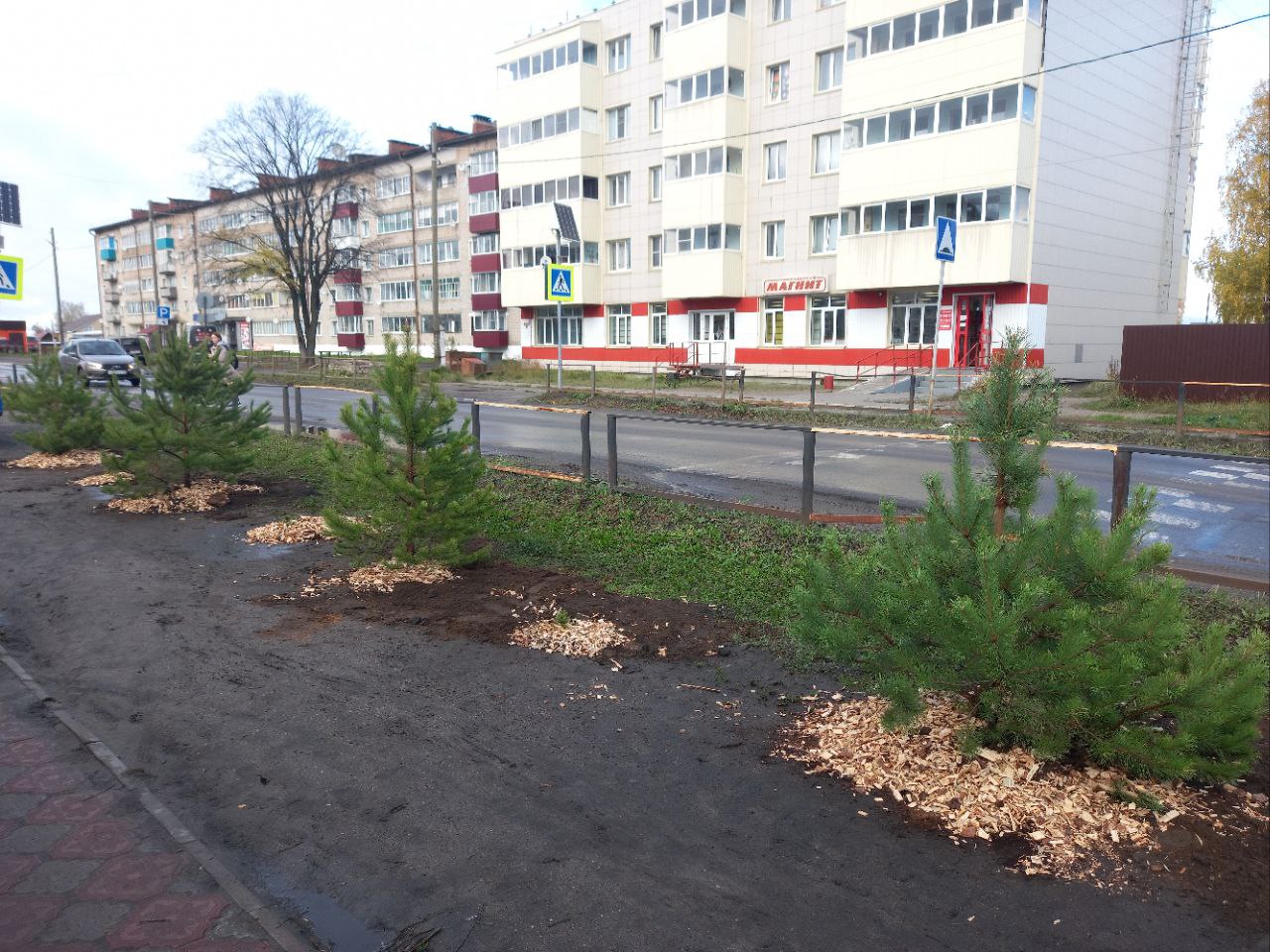 В рамках экологического субботника &quot;Зеленая Россия&quot; в г. Кирс высажены саженцы сосен и кедров.