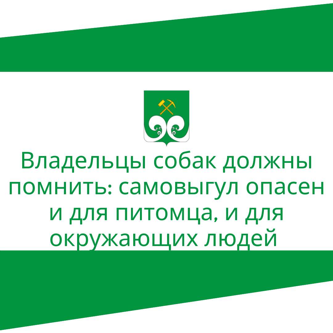 Владельцы собак должны помнить: самовыгул опасен и для питомца, и для окружающих людей.